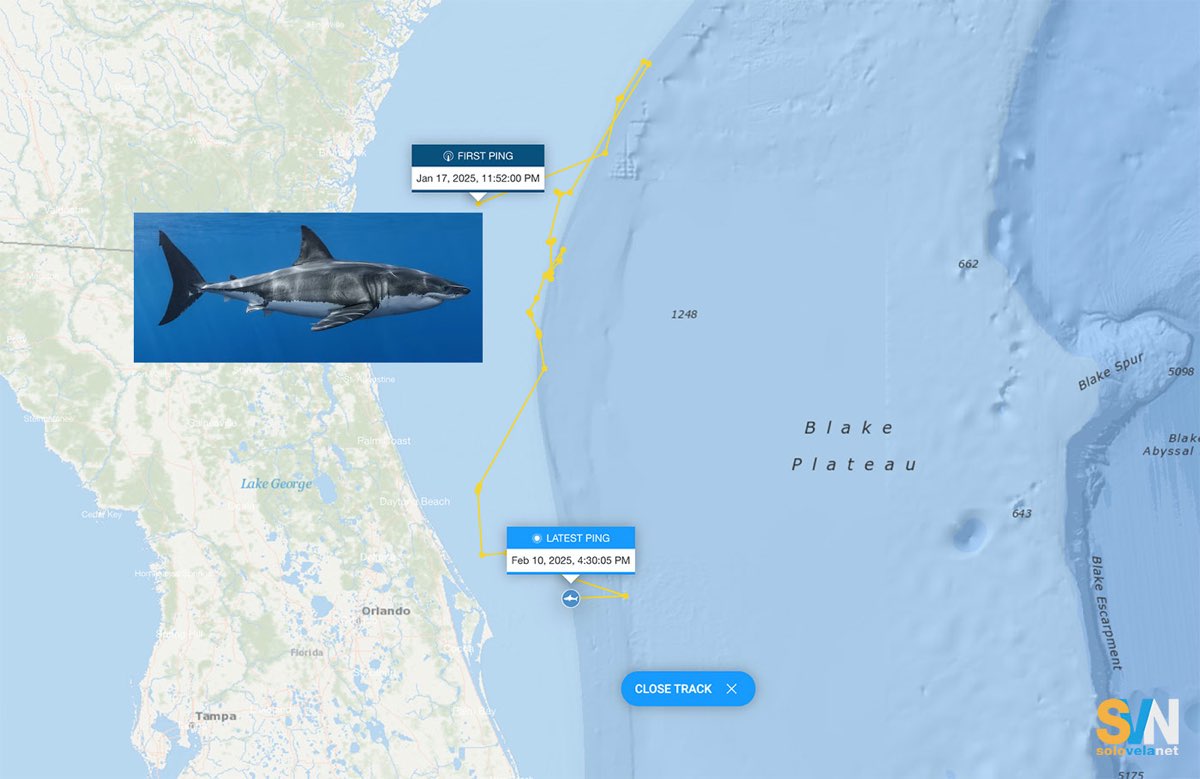 OCEARCH traccia Contender, squalo bianco record di 4,2 metri e 750 kg