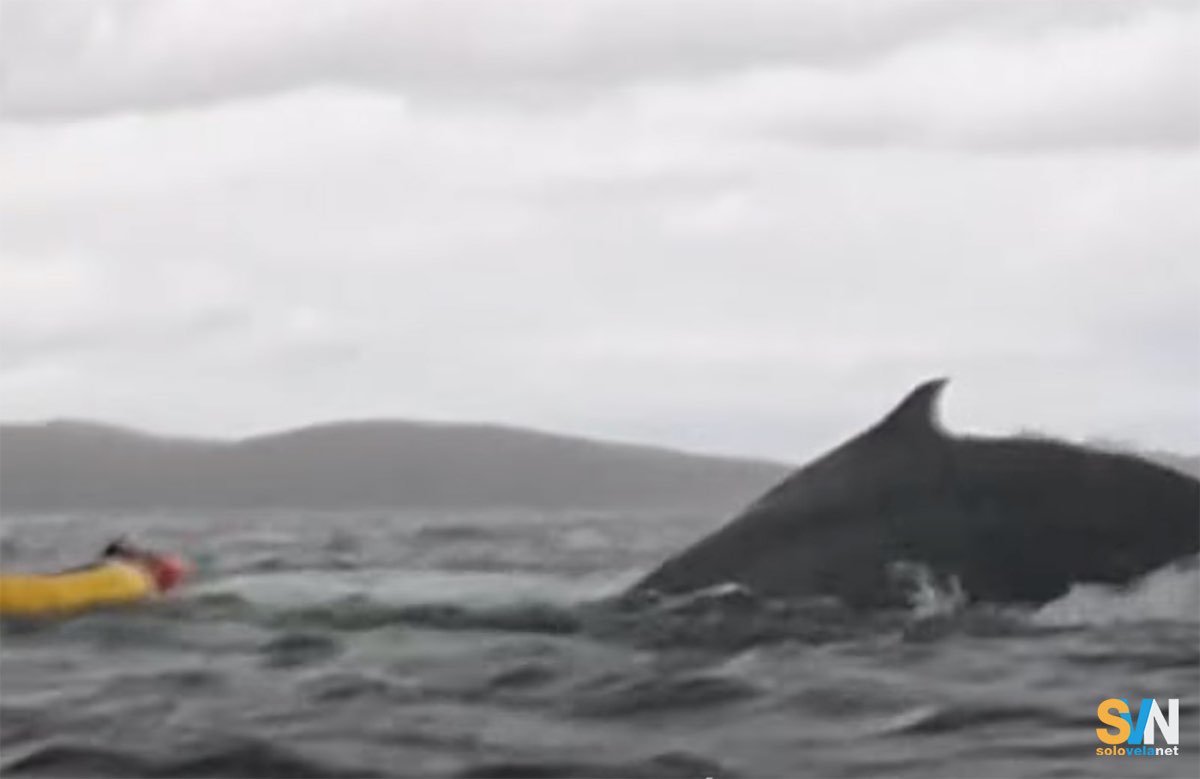 Un frame del video che riprende la balena nel momento in cui inghiottisce il giovane in kayak