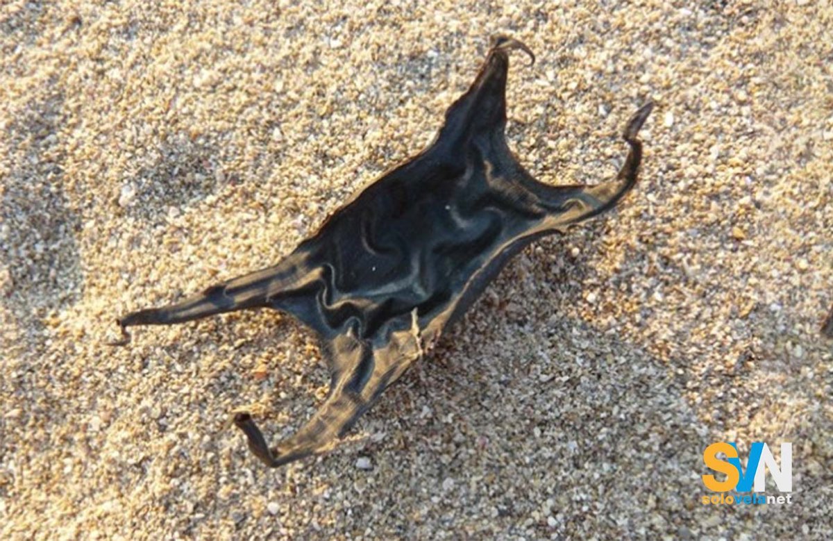 Borsellini delle sirene sulle spiagge di Pesaro