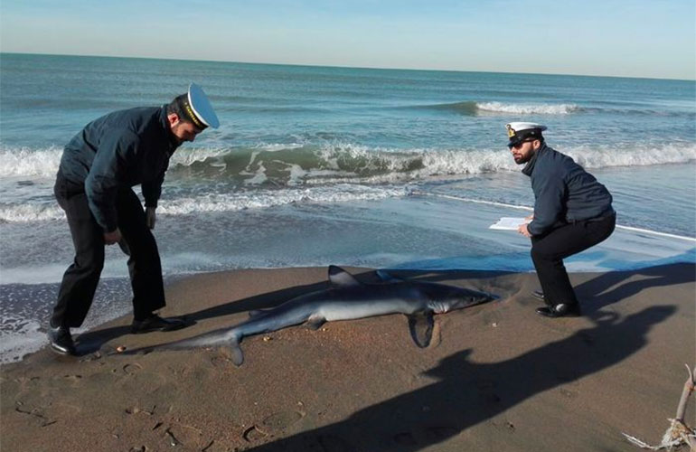 Ostia: duello tra squalo e pesce spada, il primo ha la peggio