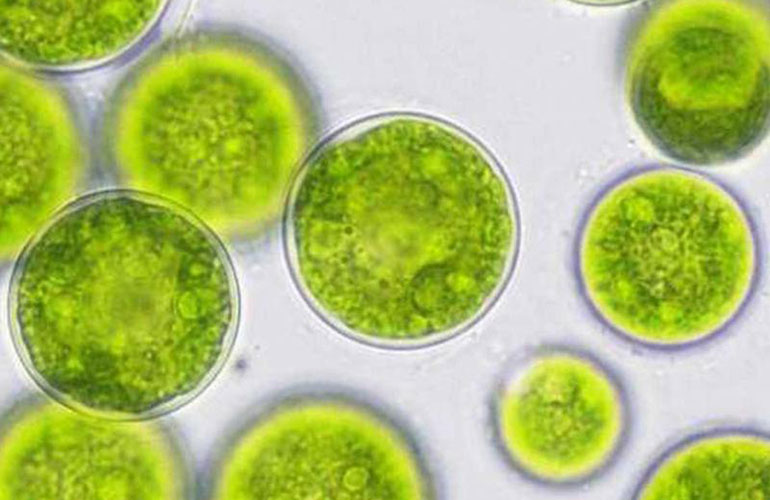 La ricerca che studia le microalghe