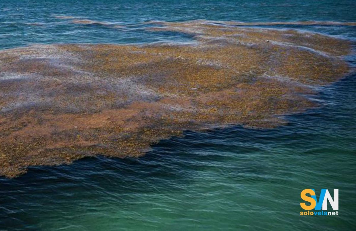 La minaccia delle alghe dei sargassi: la proliferazione nell'Oceano Atlantico