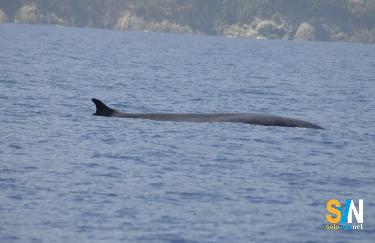 Balenottera avvistata all'isola d'Elba, una presenza ricorrente negli anni