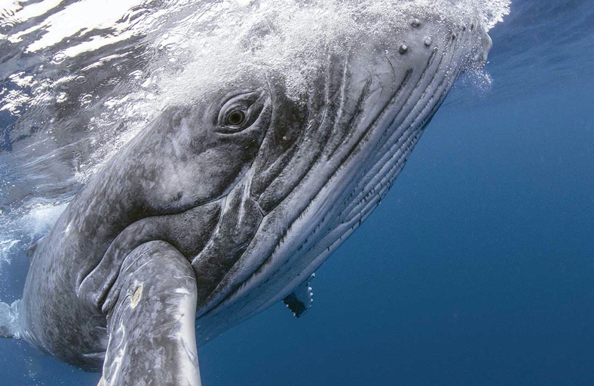 The Living Sea: una mostra fotografica porta l’oceano a Milano