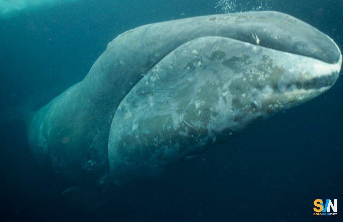 Vivere 200 anni? Lo fa una balena della Groenlandia