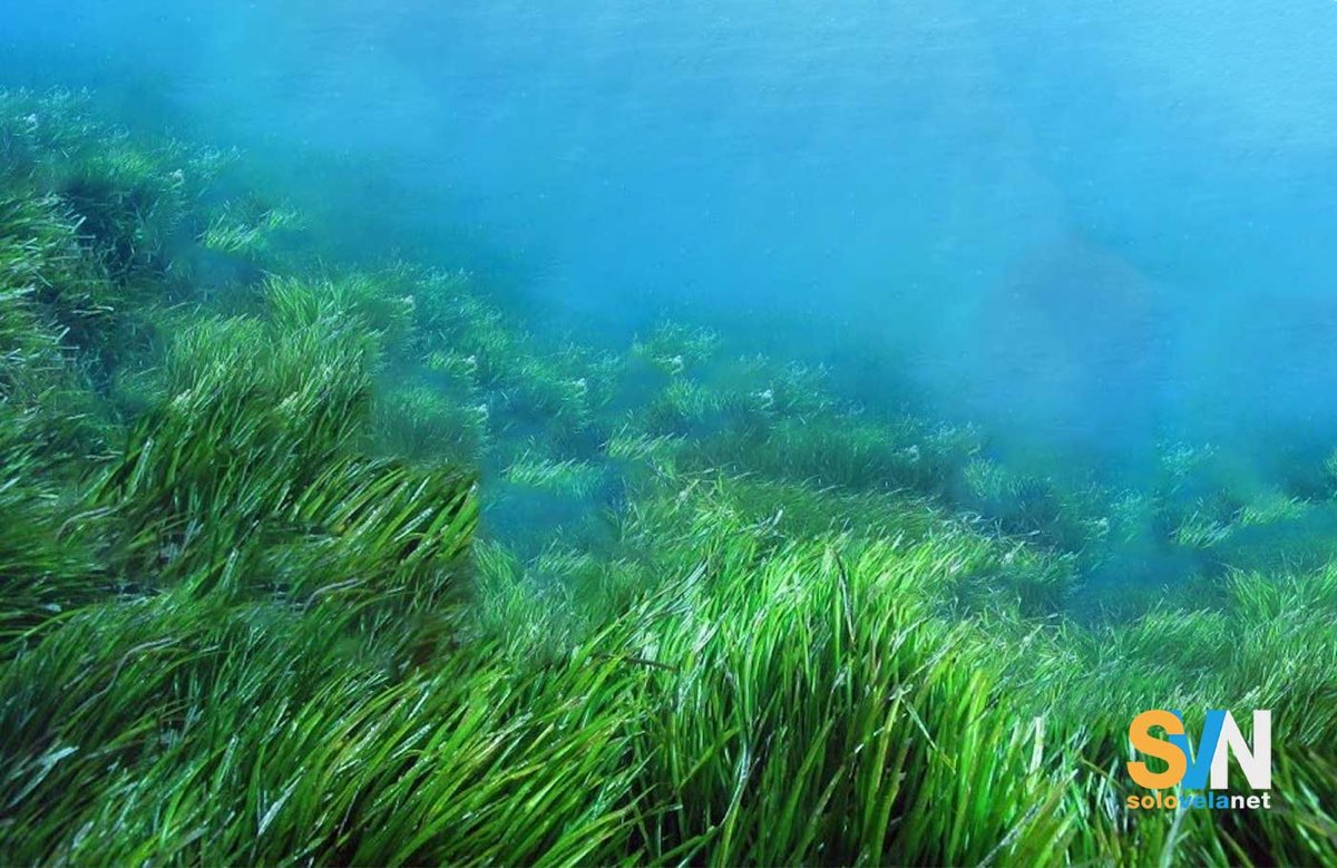 Prteria di posidonia