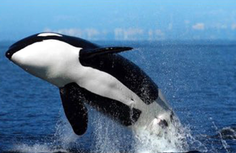 Un'orca in mare