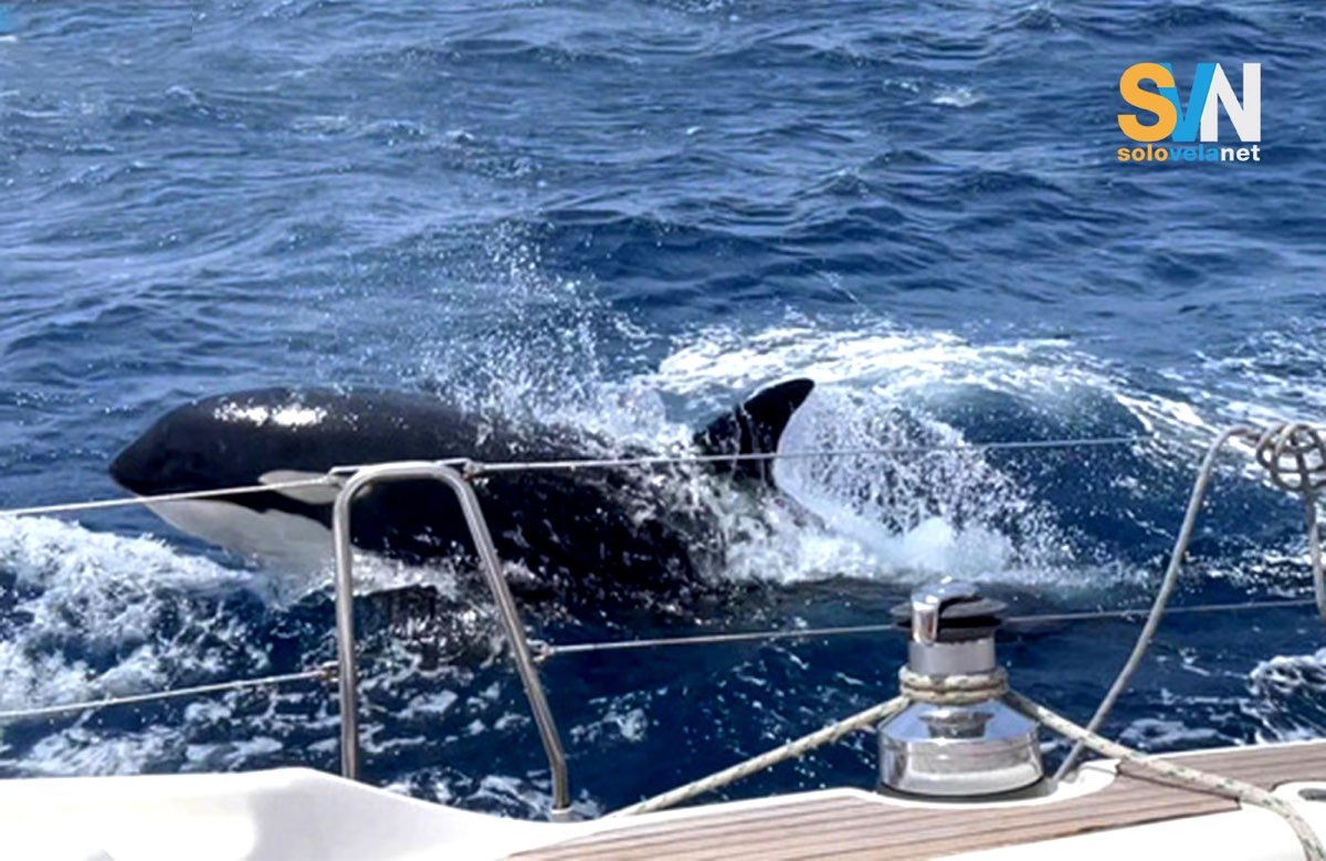 Orca attacca barca al largo delle Shetland, primo episodio in questa zona