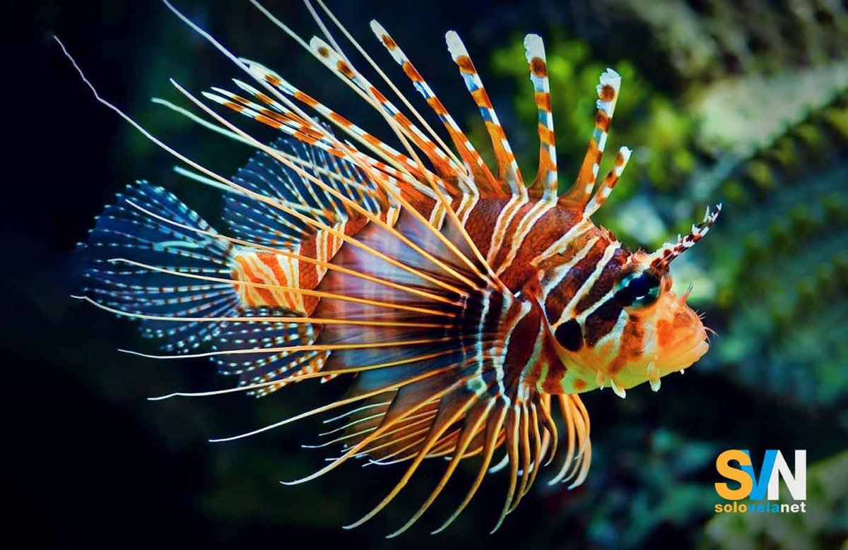 Attenti al pesce scorpione: 2 avvistamenti in Calabria