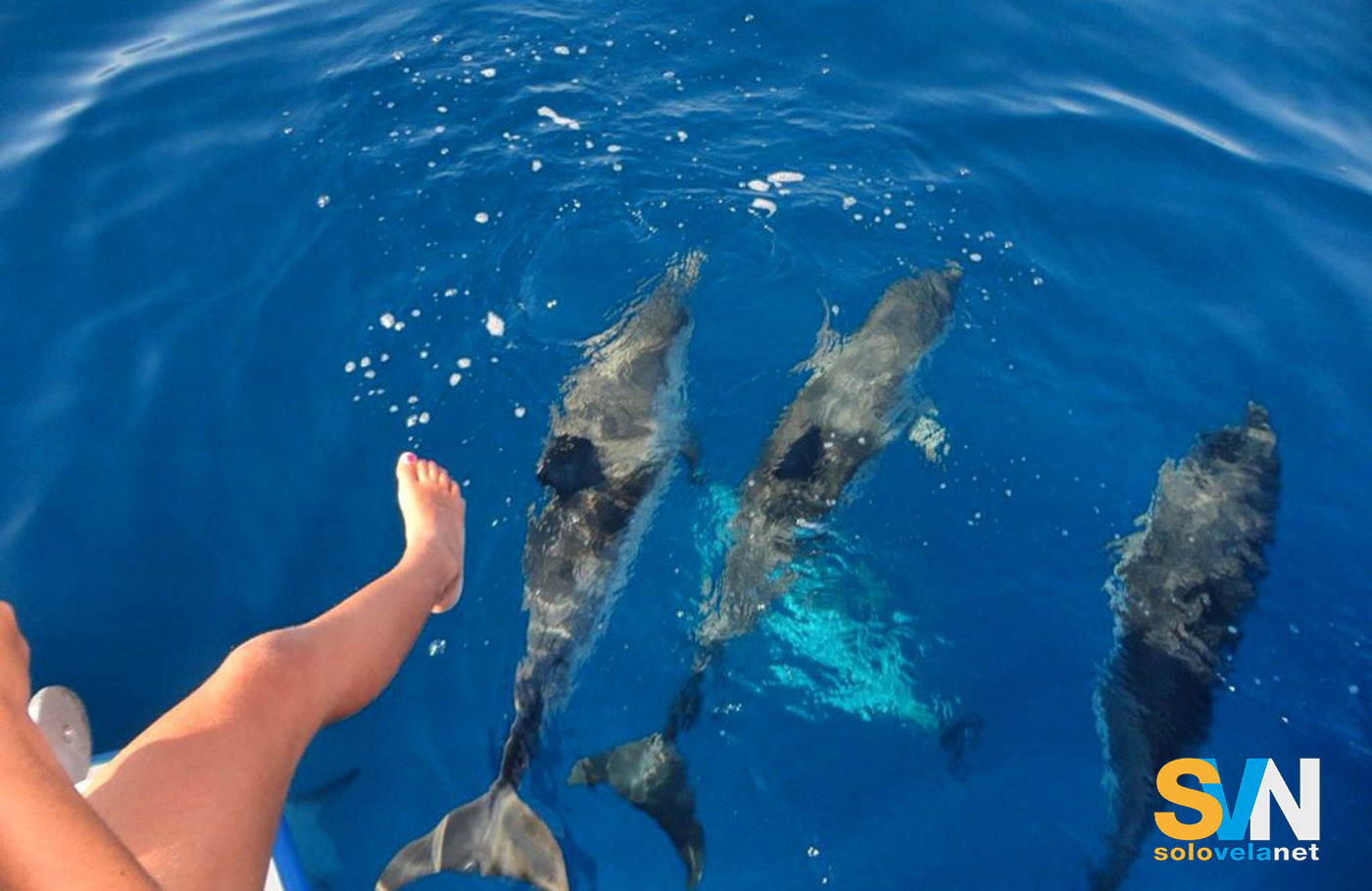 I delfini che giocano sotto la prua sono uno spettacolo entusiasmante