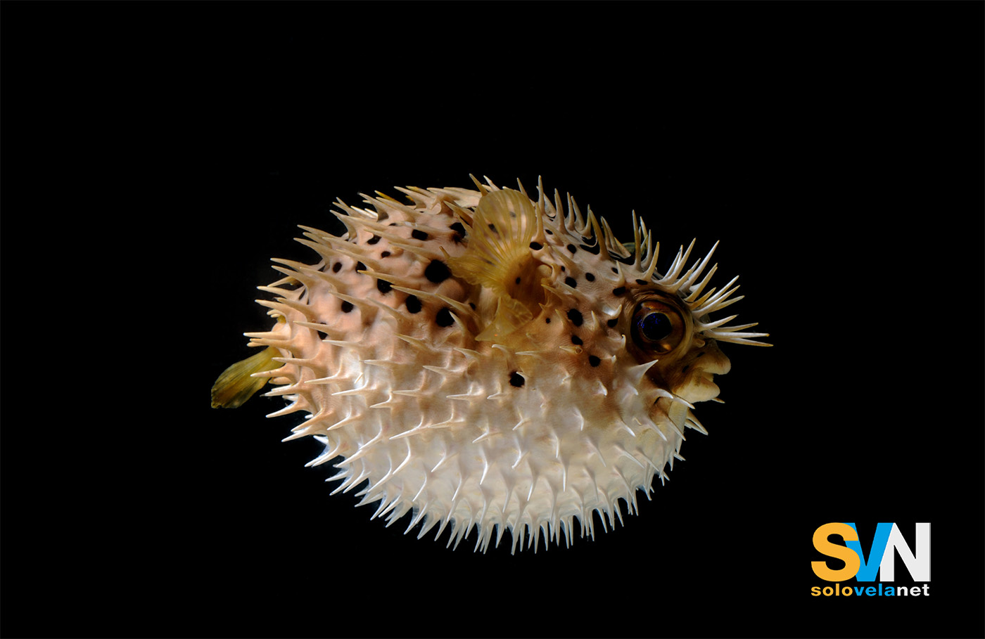 Pesce palla maculato: perché preoccupa il Mediterraneo