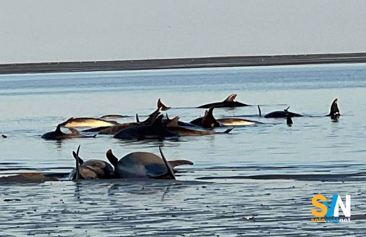 maxi spiaggiamento delfini cape cod