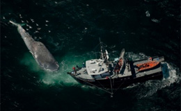 Balena uccisa da una collisione con una nave