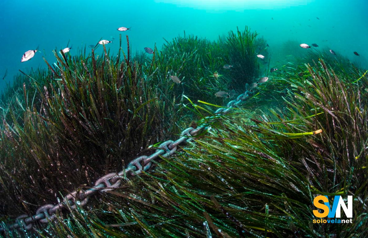 Comandante di uno yacht multato di 90.000 euro per aver ancorato sulla Posidonia