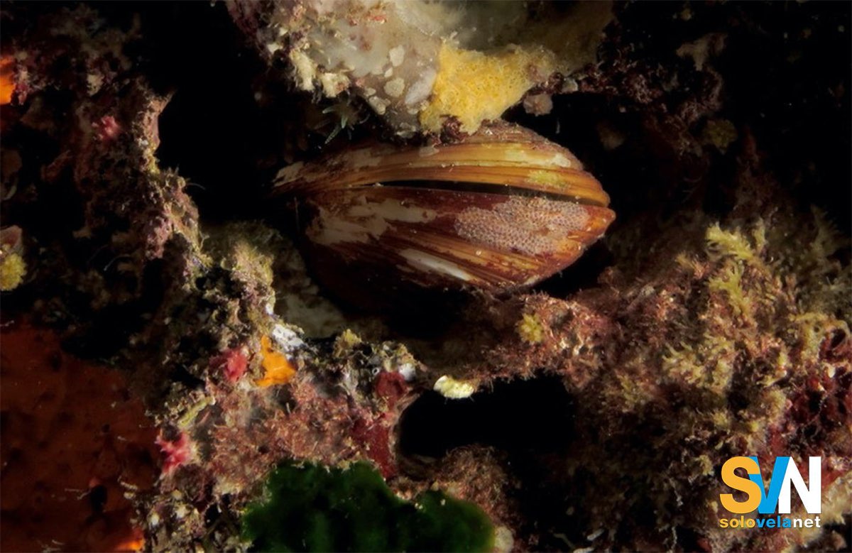 Il dattero di mare (Lithophaga lithophaga), mollusco protetto la cui raccolta è vietata in tutta l’Unione Europea perché causa la distruzione irreversibile delle scogliere calcaree del Mediterraneo
