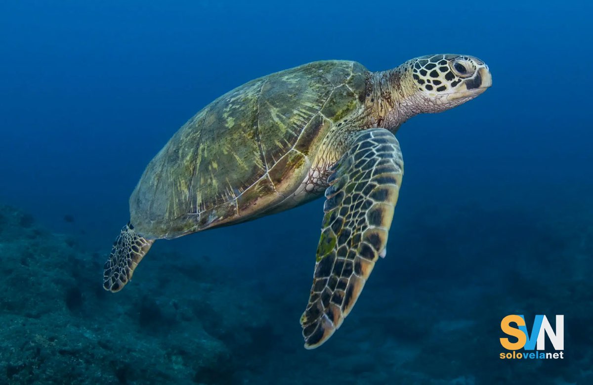 Tartaruga marina comune, la Caretta Caretta, è la specie più diffusa nel Mediterraneo
