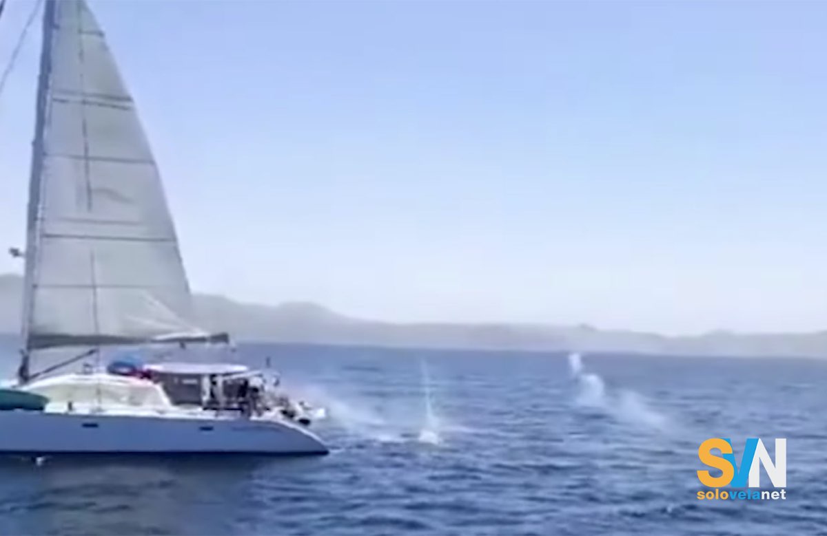 Dall’orca assassina al marinaio assassino, il video