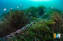 Comandante di uno yacht multato di 90.000 euro per aver ancorato sulla Posidonia