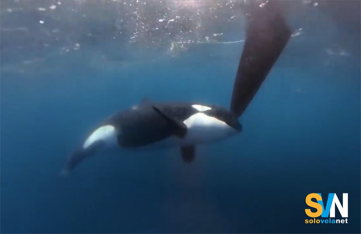 Le orche affondano un altra barca a vela a largo delle coste portoghesi