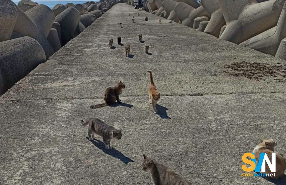 Una popolazione felina importante sta cominciando a causare diversi danni sull'isola di Molène sulla Francia atlantica