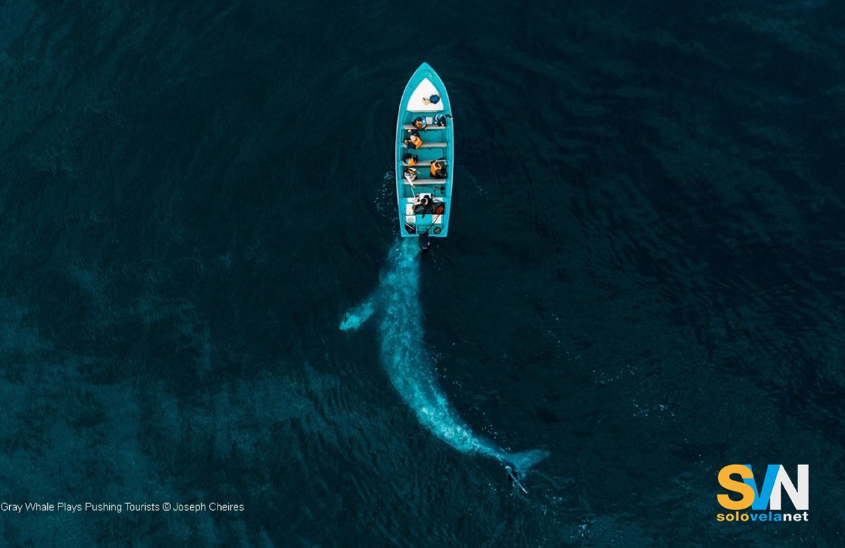Immagine di archivio - Una barca da Whale wacht incontra una balena