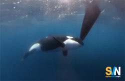 Un altro affondamento di una barca a vela colpita dalle orche