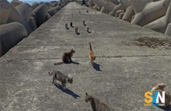 I gatti selvatici mettono in crisi l’isola di Molène tra aggressioni e danni ecologici