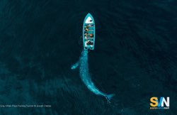 Yacht a vela colpisce una balena e affonda: quattro velisti salvati sulla zattera