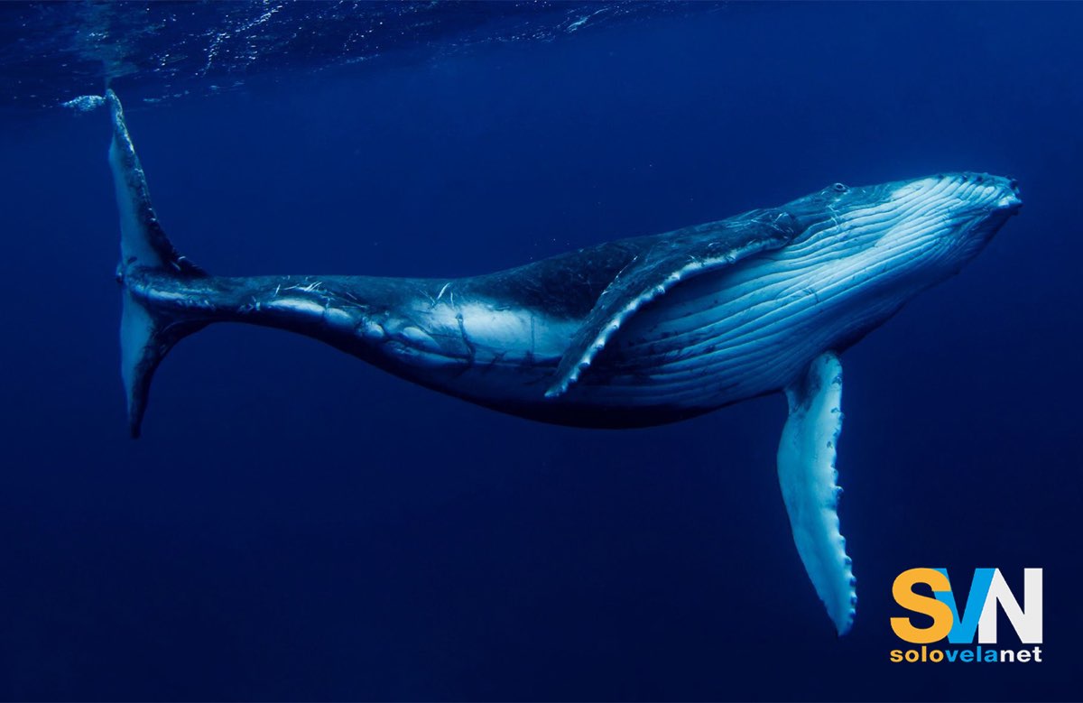 Le balene che nuotano negli oceani del mondo, secondo uno studio recente, assorbono anitride carbonica in ragione di quattro volte quello che fa la foresta amazonica