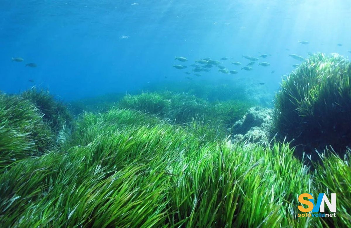 Ancoraggi sulla Posidonia: mappe più precise per proteggere i fondali