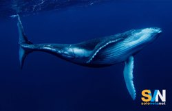 Il Congresso USA vuole modificare il Marine Mammal Protection Act: rischi per balene e delfini