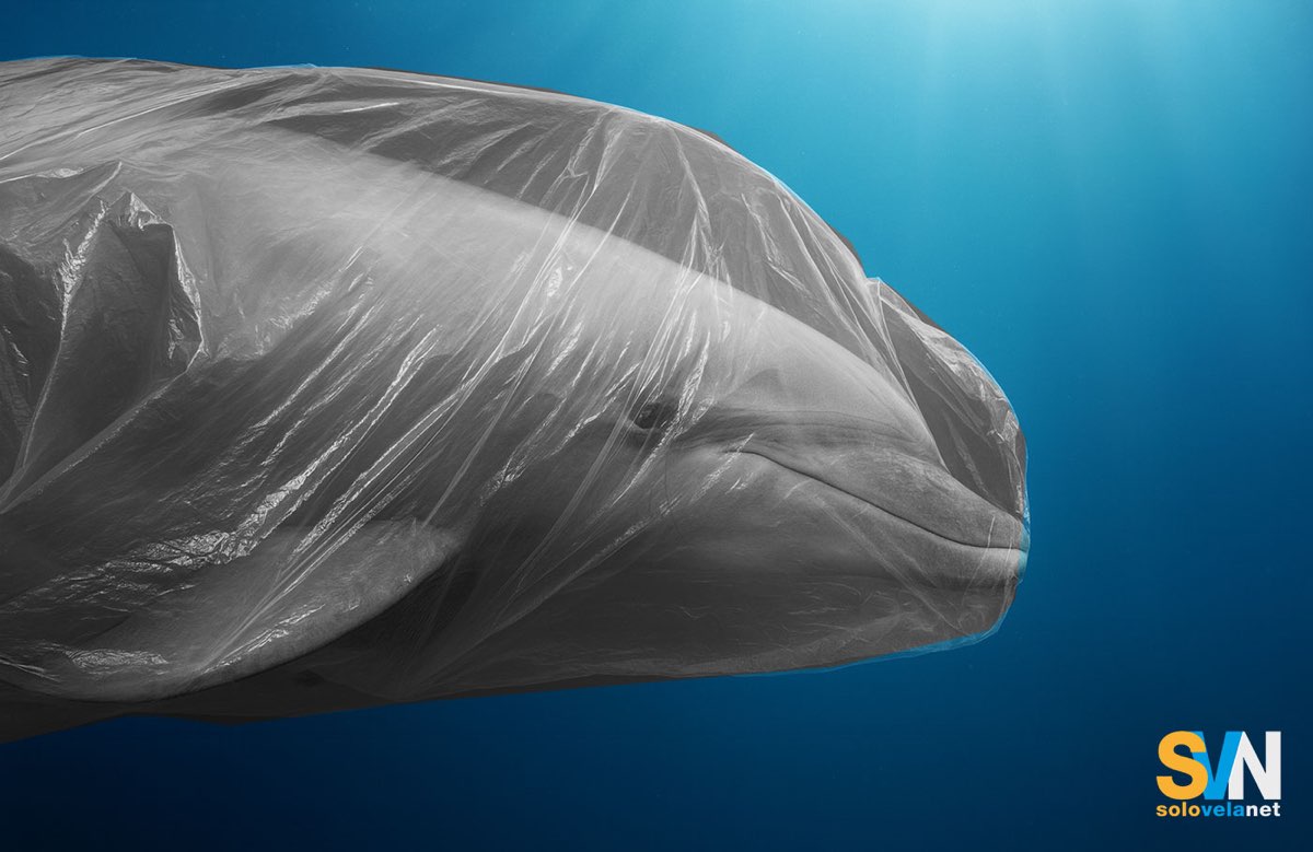 Quanta plastica basta per uccidere un animale marino? Molto meno di quanto pensiamo