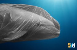 Quanta plastica basta per uccidere un animale marino? Molto meno di quanto pensiamo