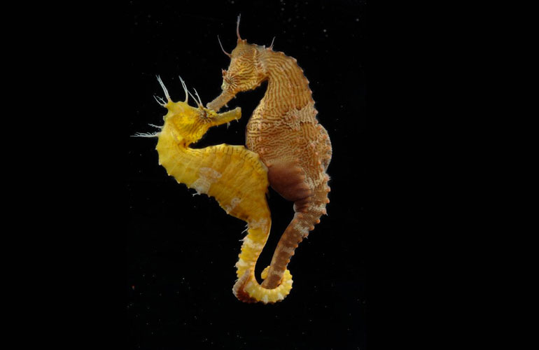Il potere afrodisiaco dei cavallucci marini