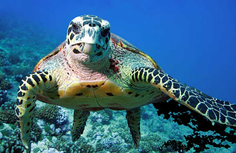 Il canto delle Tartarughe