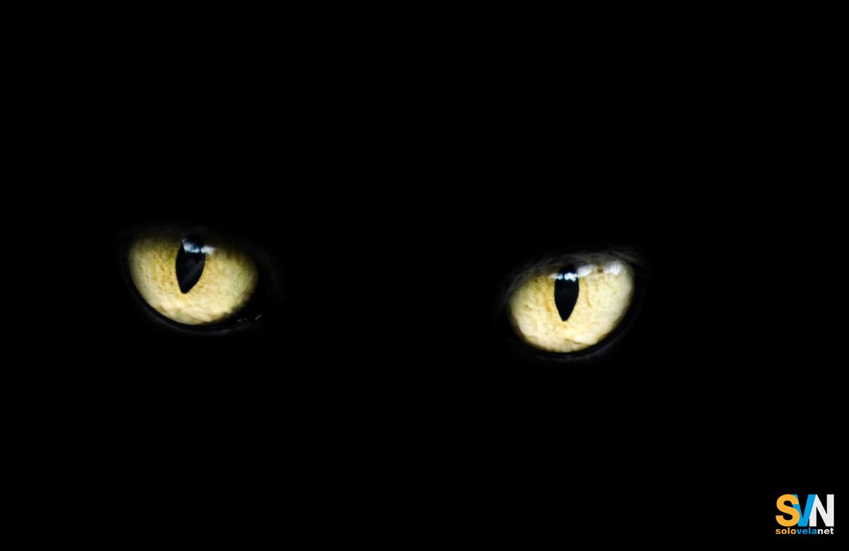 Gatti a bordo portano fortuna