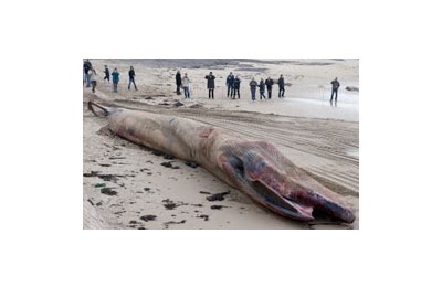 Il cetaceo spiaggiato