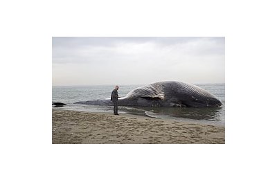 Diciotto metri di lunghezza per la balena che si è spiaggiata in Toscana