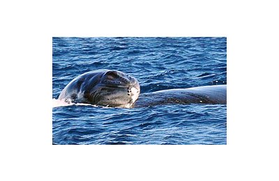 Il momento in cui la balena solleva il cucciolo per permettergli di respirare
