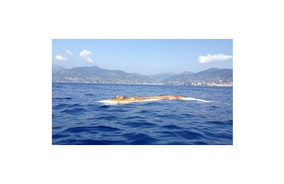 Carcassa di balenottera comune alla deriva